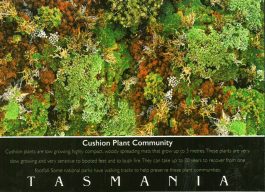 Cushion Plant Community Tasmania Postcard