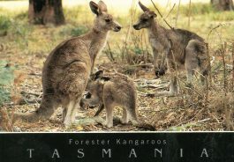 Forester Kangaroos Tasmania Postcard