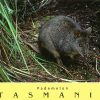 Pademelon Tasmania