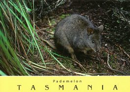 Pademelon Tasmania Postcard