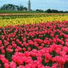 Table Cape Tulip Farm Tasmania