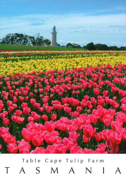 Table Cape Tulip Farm Tasmania