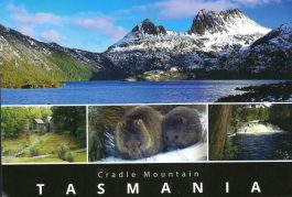Cradle Mountain  with Wombats Tasmania Postcard