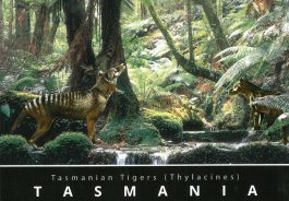 Tasmanian Tigers in Rainforest Postcard