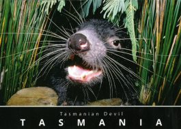 Tasmanian Devil in Reeds Postcard