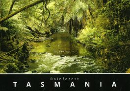 Rainforest Tasmania Postcard