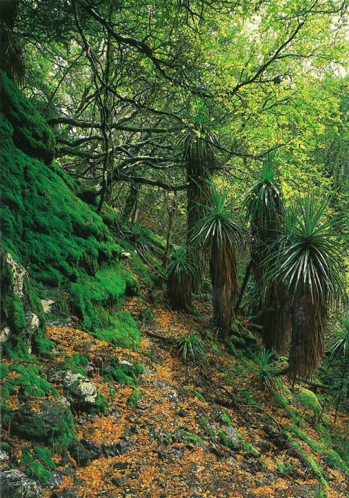 Waterfall Valley in the Autumn Cradle Mountain Tasmania Blank Greeting Card