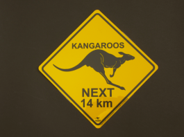 Kangaroo Road Sign Small