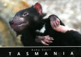 Baby Tasmanian Devil in Hand Postcard