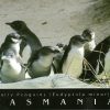 Fairy Penguins Tasmania