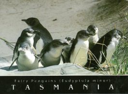 Fairy Penguins Tasmania Postcard