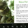 Koala Facts Tasmania