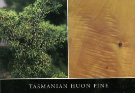 Huon Pine Tree Tasmania Postcard