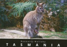 Bennett’s Wallaby Tasmania Postcard