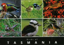 Birds of Tasmania Postcard