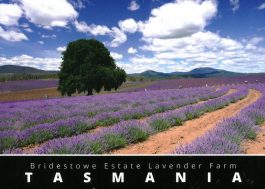 Bridestowe Estate Lavender Farm Tasmania Postcard