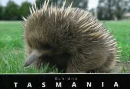 Echidna Tasmania Postcard