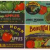 Four Brands Tasmanian Apples