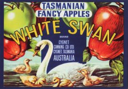 White Swan Fancy Tasmanian Apples Postcard