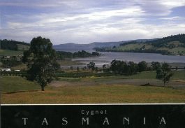 Cygnet Tasmania Postcard