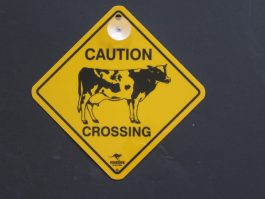 Caution Cows Crossing Swinger Sign
